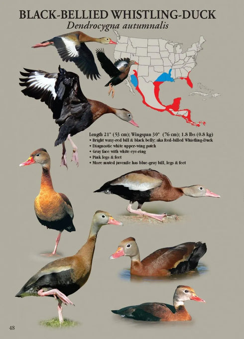 North American Ducks, Geese and Swans: an identification guide - Frank Todd 2018